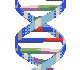 dna_bar.gif (1571 bytes)