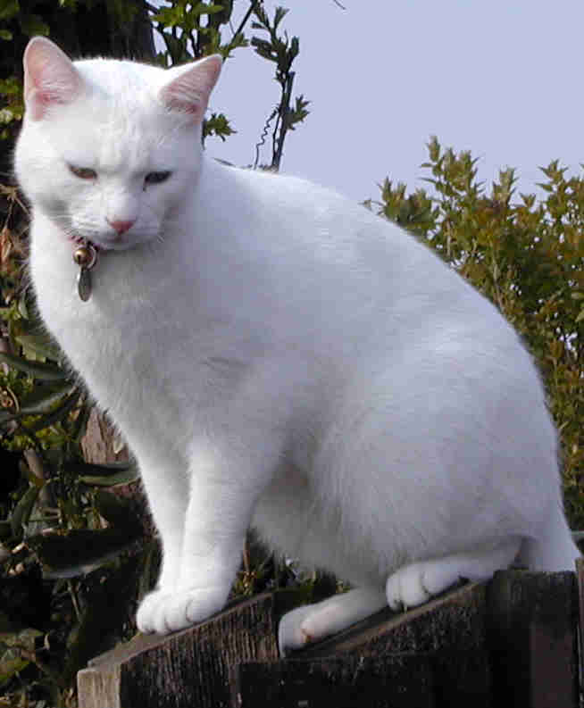 pangur_ban.jpg (30604 bytes)